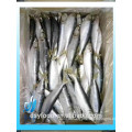 Frozen Sardine